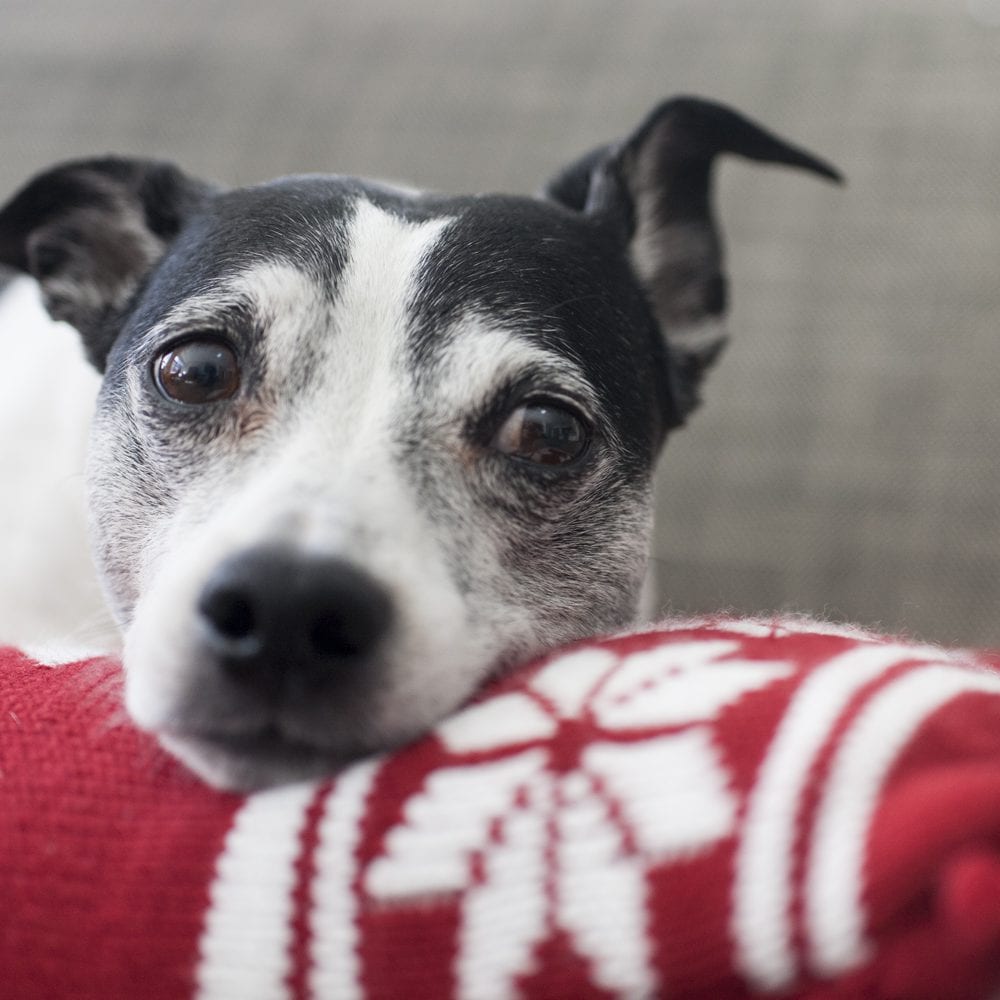 Surviving the Holidays with Separated Parents