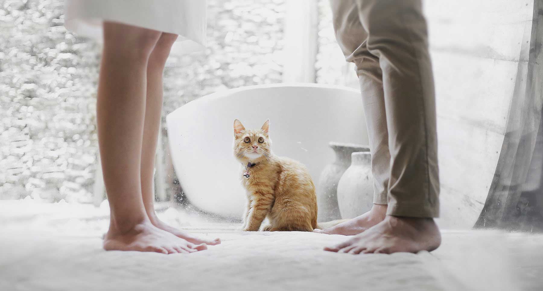 Orange cat between 2 adults symbolizes how children feel about their parents divorce